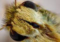 Super Macro of a Sachem Butterfly