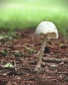Saprotrophic Microcosm