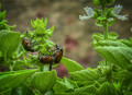 Invasive Species: Japanese Beetles Munching on our Basil