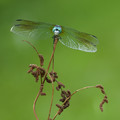 Pachydiplax longipennis - Blue Dasher