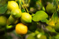 Lemon Bounty