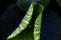 Leaves in the Lotus Garden