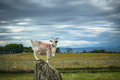 Pet goat