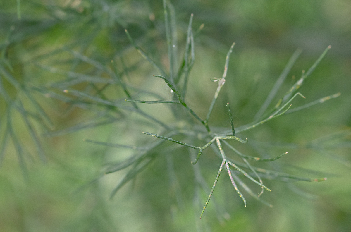 Dill Leaves