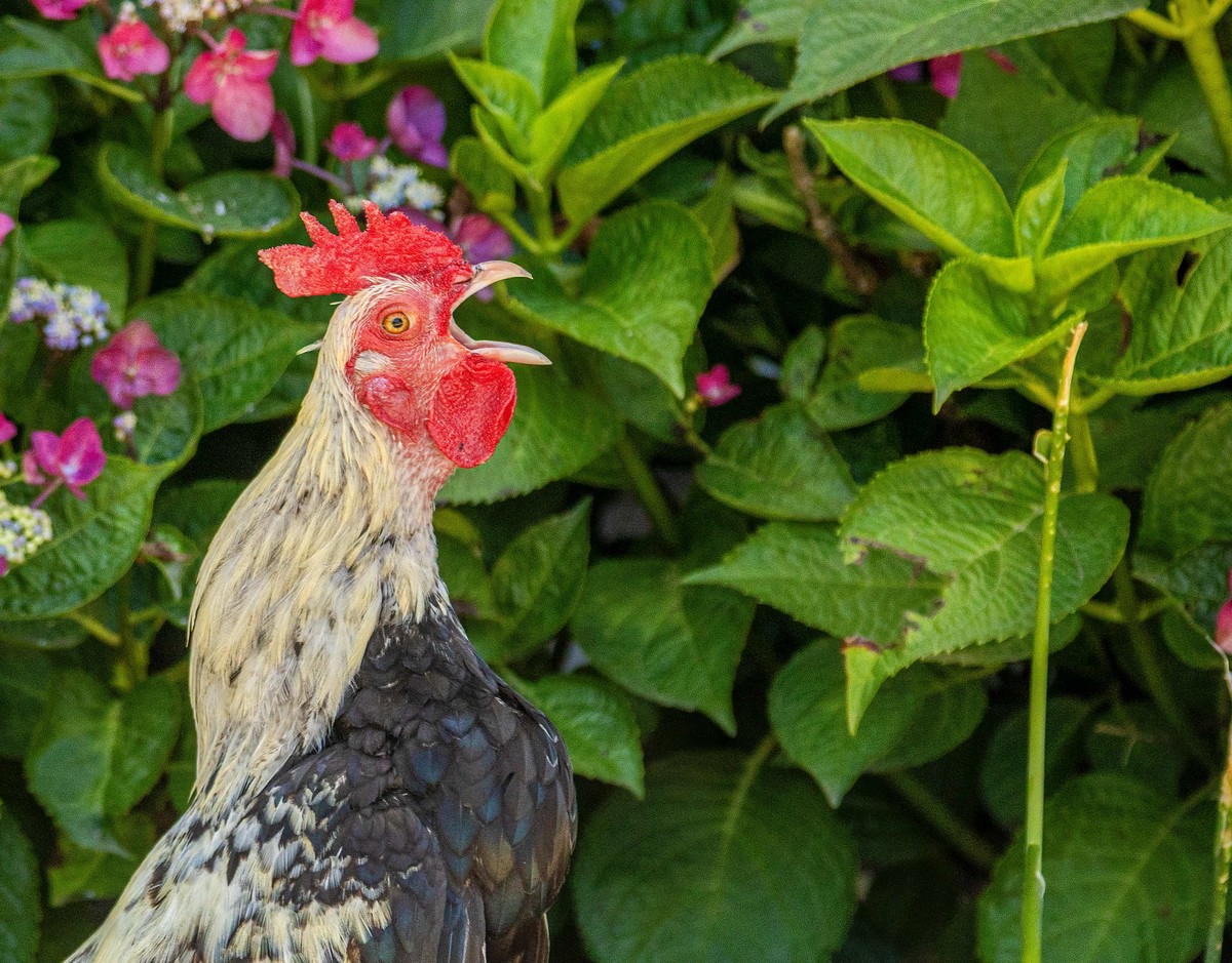 Guarding The Garden