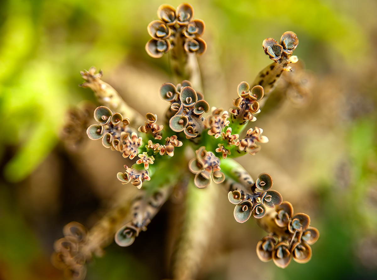 Mother of Millions (Kalanchoe Tubiflora)
