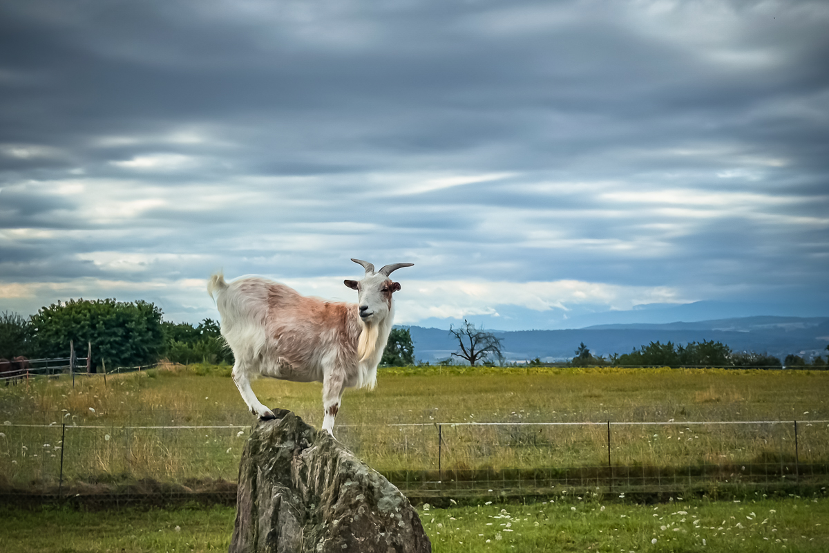 Pet goat