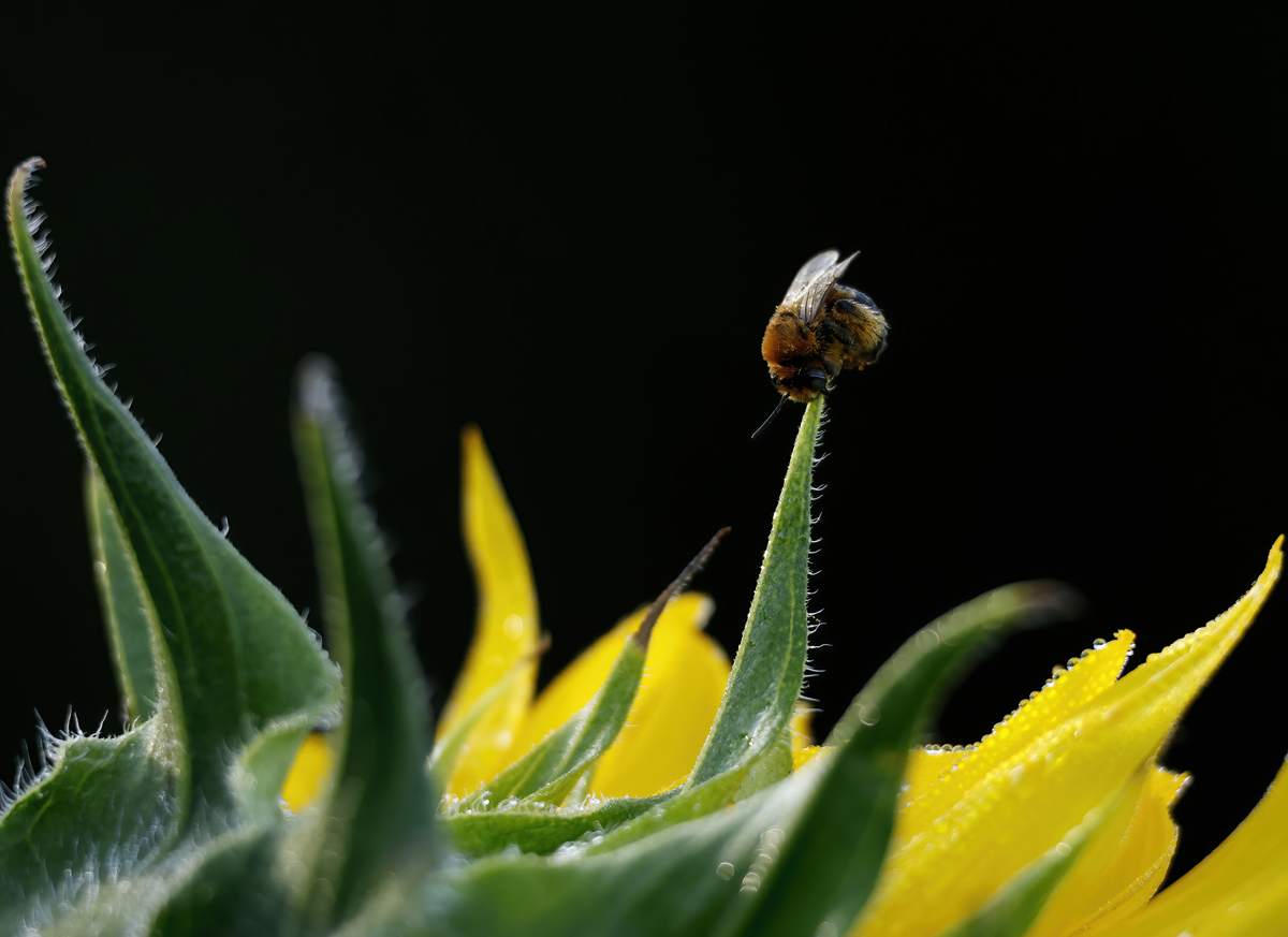 Sleeping Dark-veined Longhorn Bee