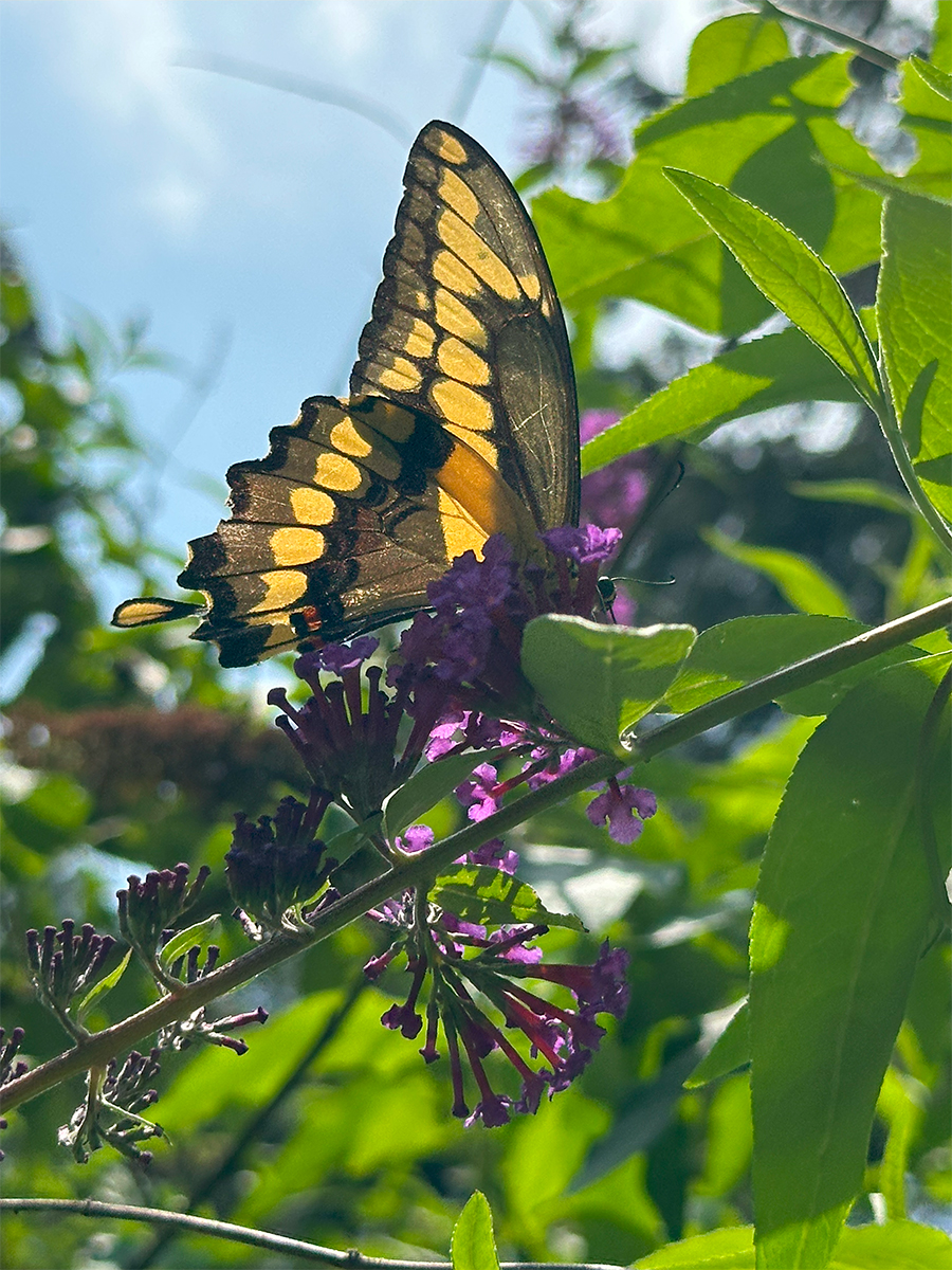 Visitor