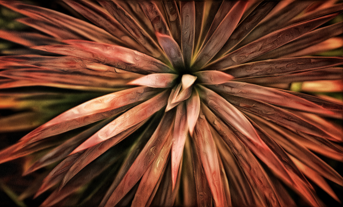Yucca