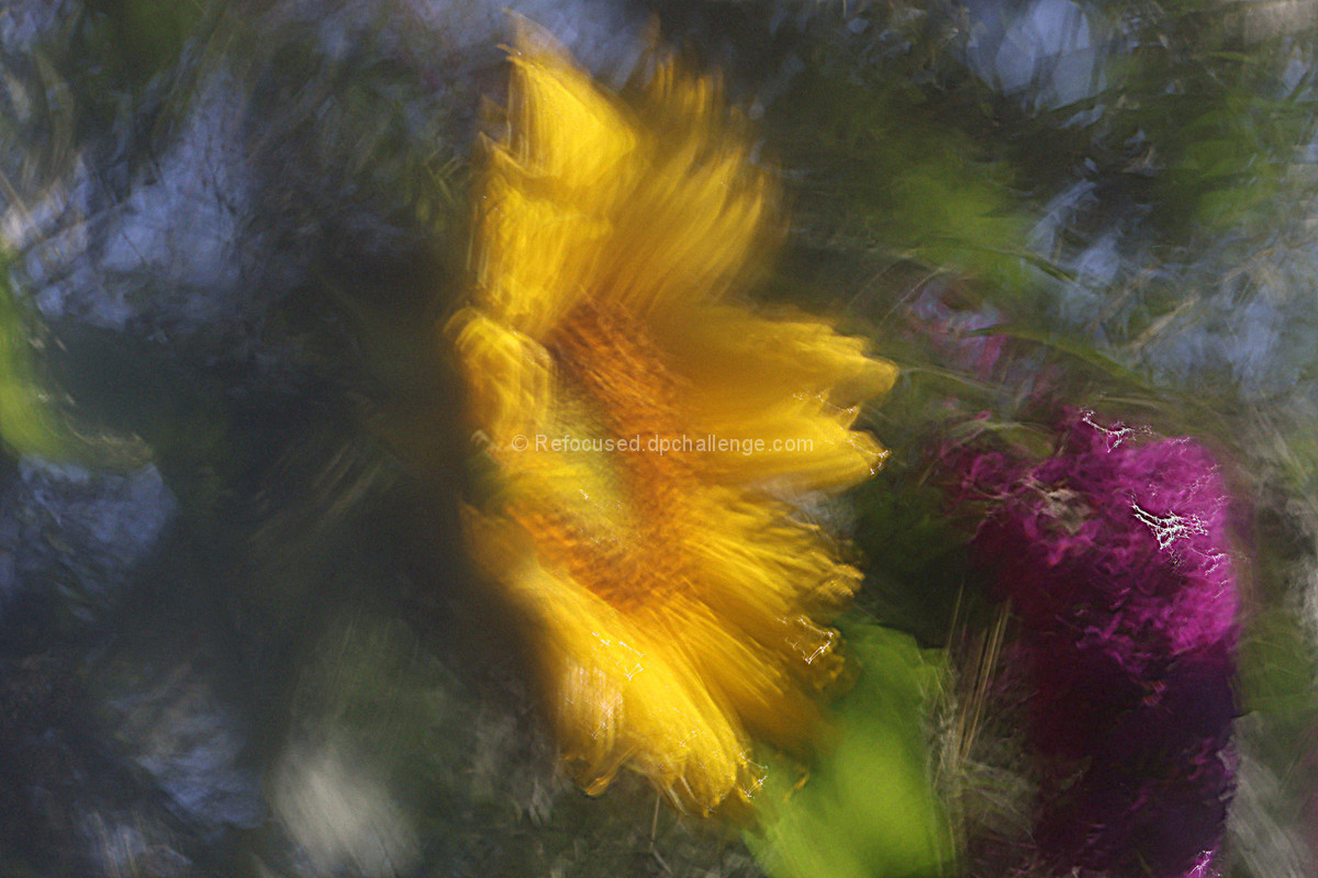 A Sunflower At Sunrise