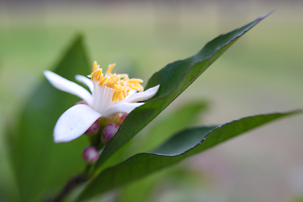 Lemonade Flower