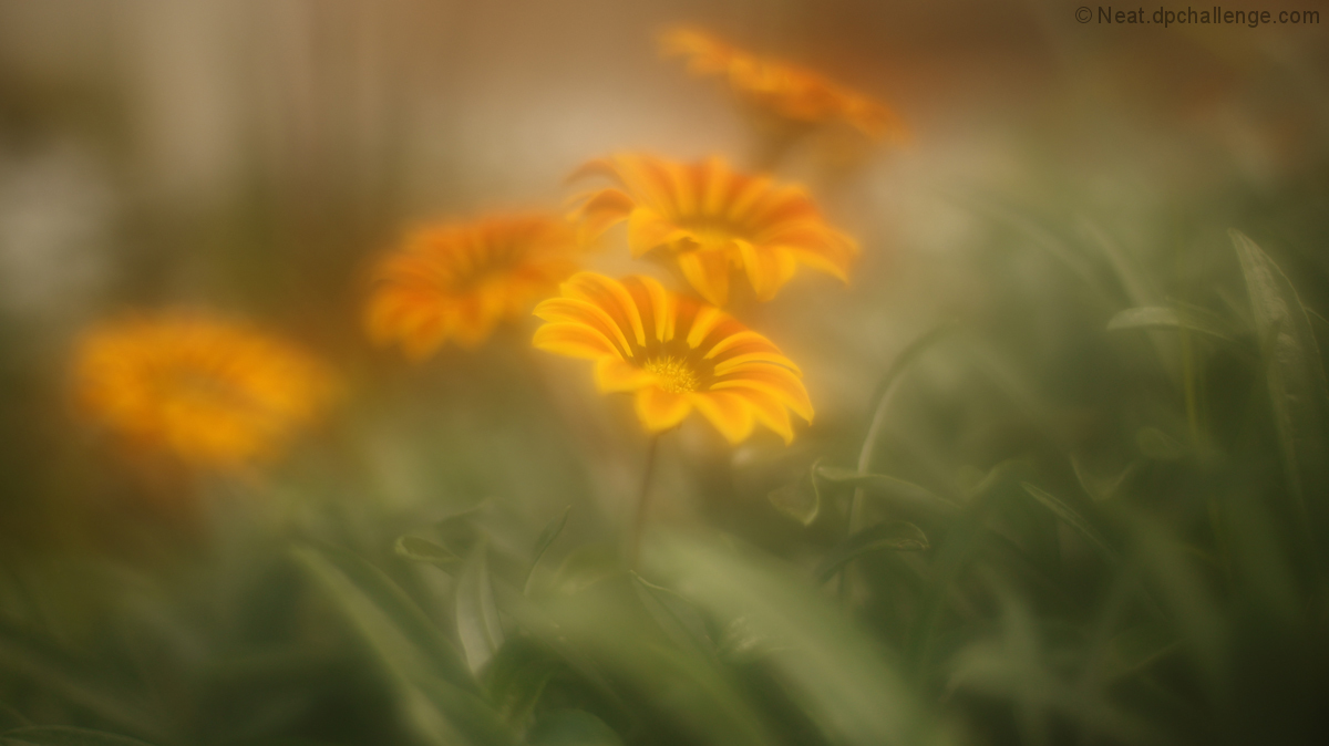 Gazanias