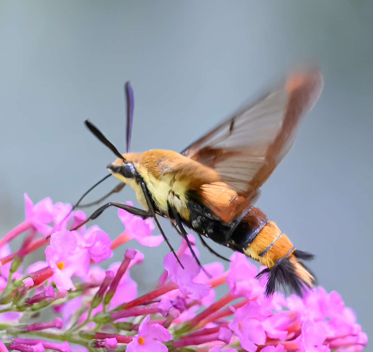 Hovering