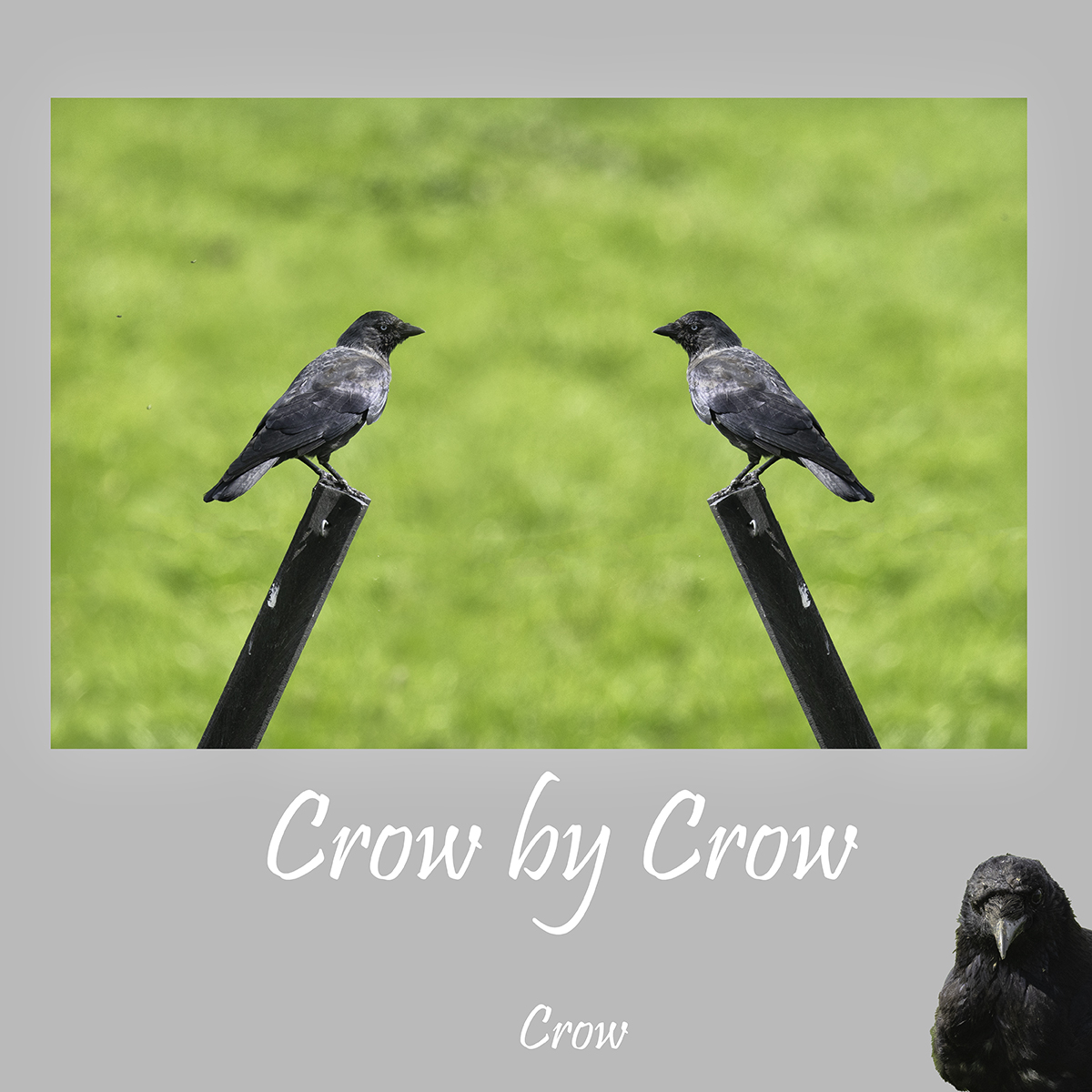 Crow by Crow