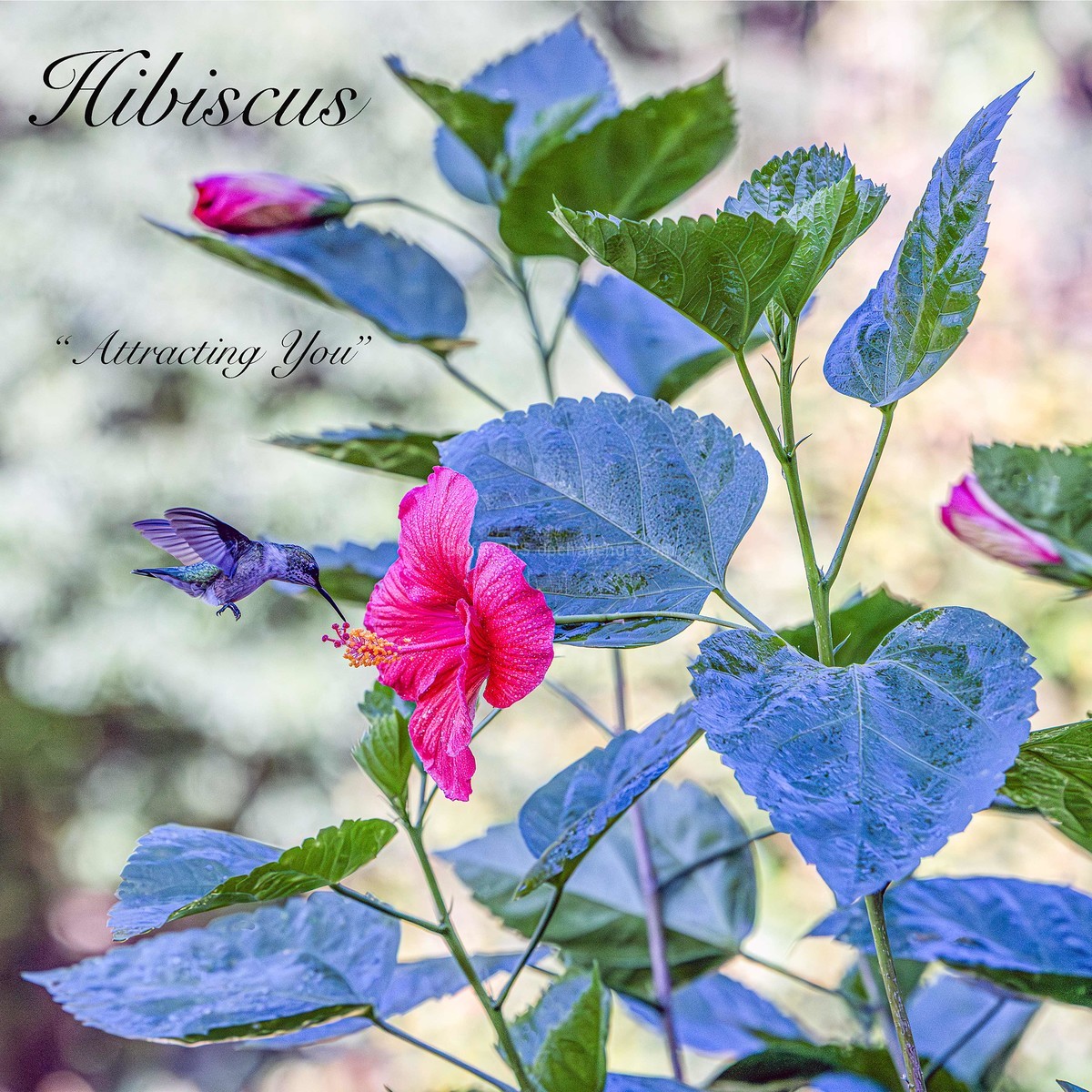 Hibiscus, The Group 