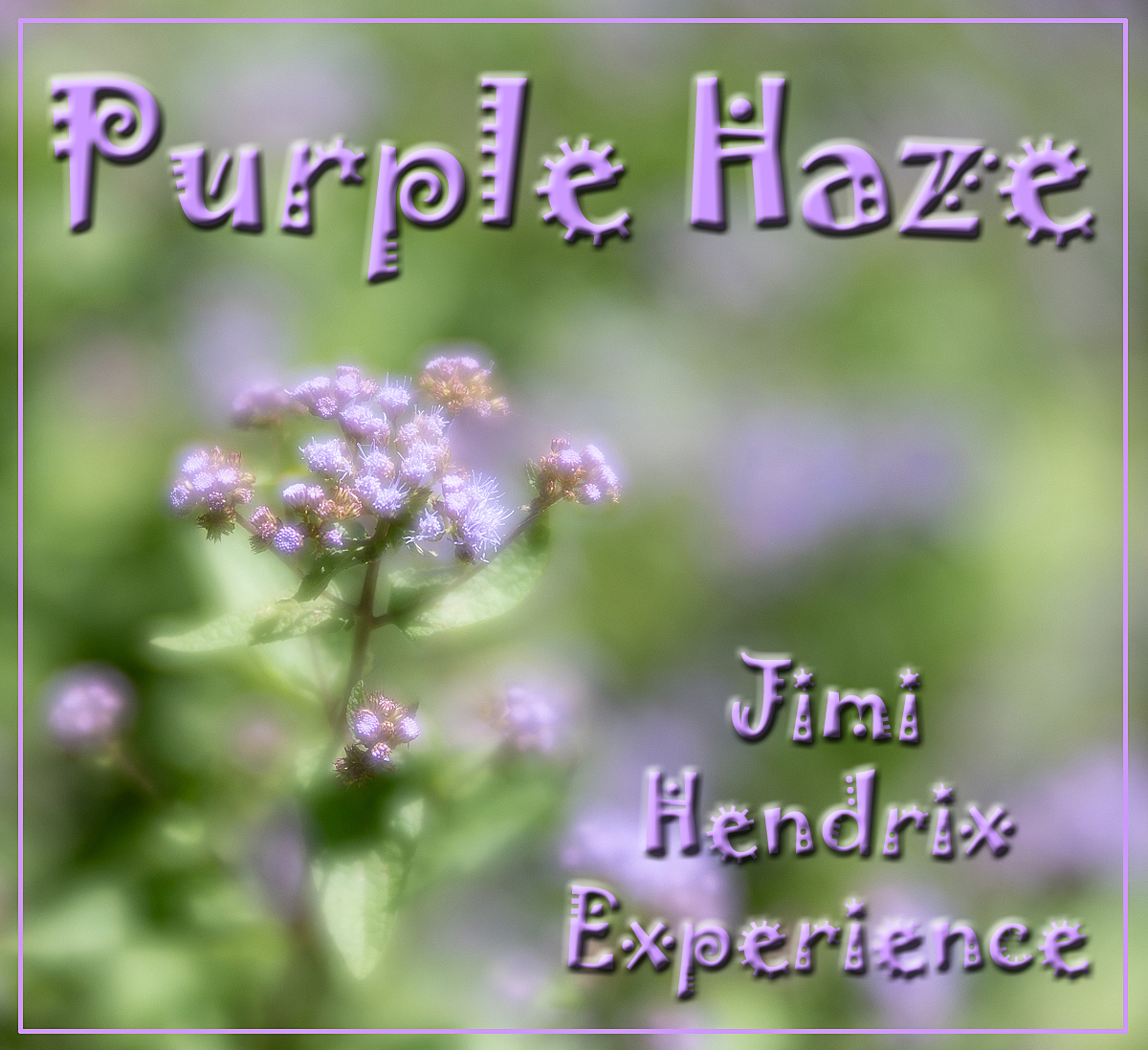Purple Haze