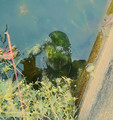 Underwater Photography
