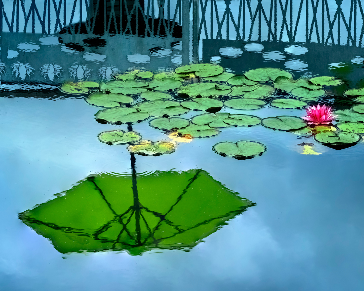 The Umbrella and the Water Lily