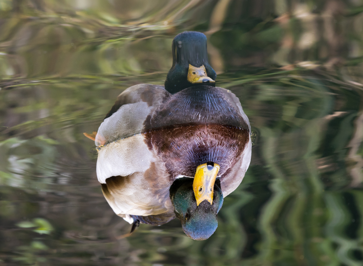 Like a Duck to Water
