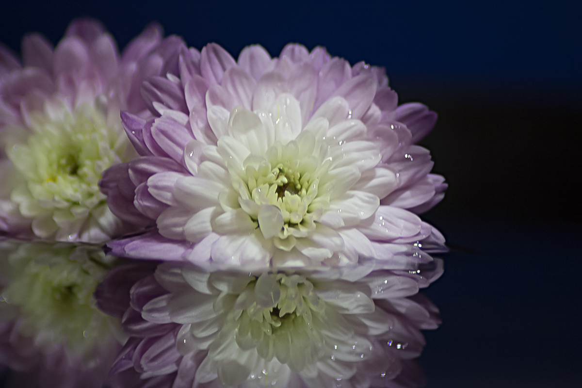 Softly
