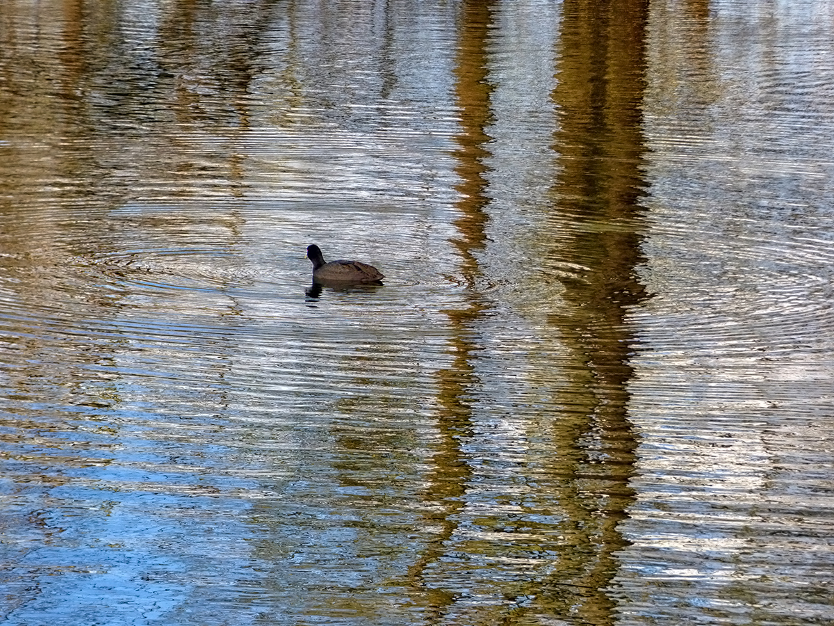 Upon(d) Reflection