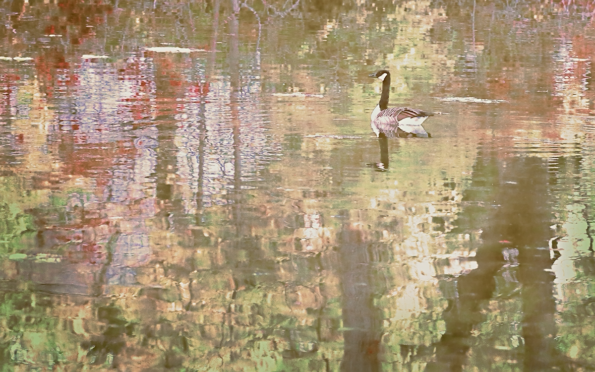 Patchwork Pond