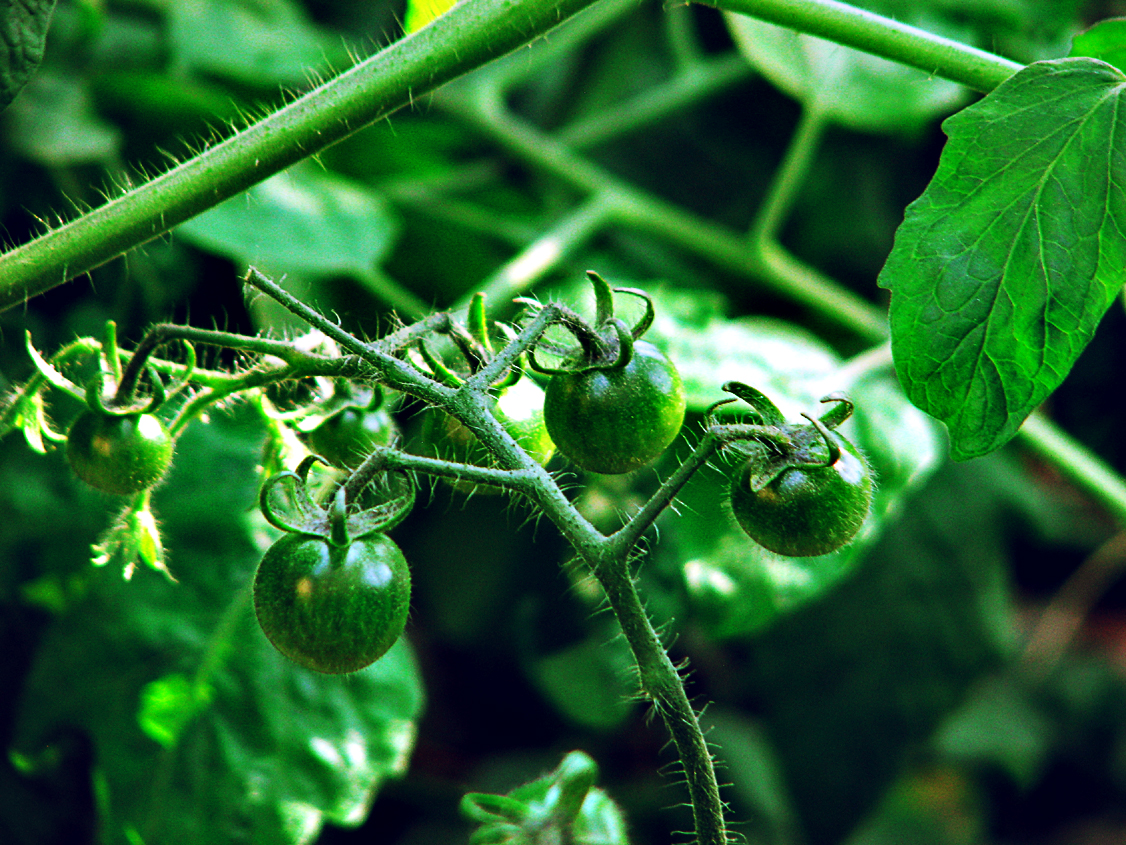 Growing Your Own Food
