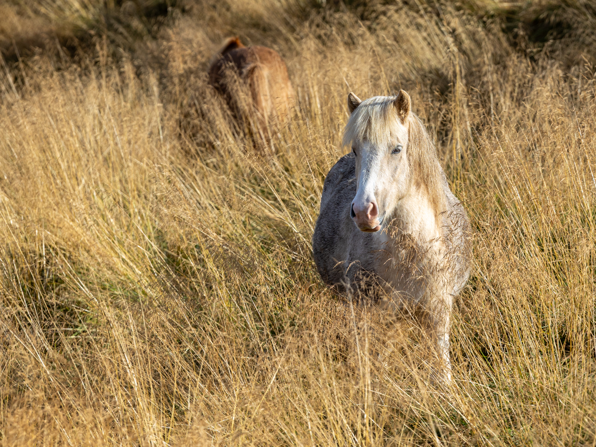 Look at all the grass, Yummy.