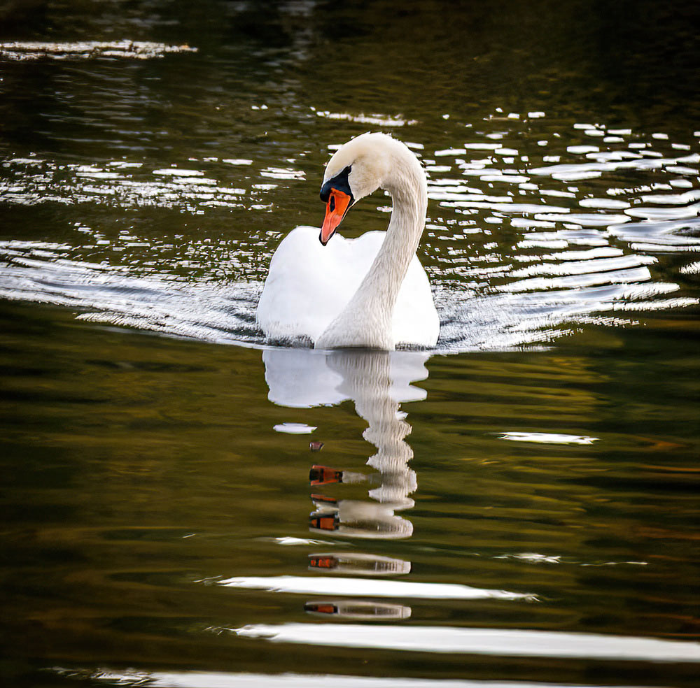 To Swim In Any Pond I Choose