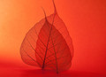 Delicate Balance