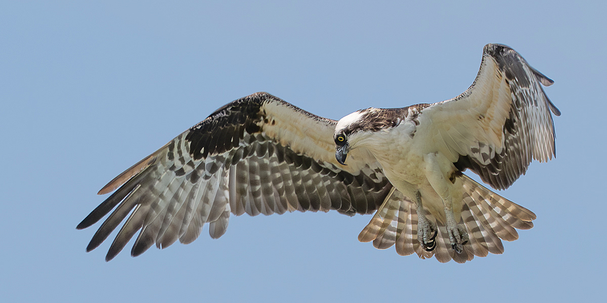 Hovering