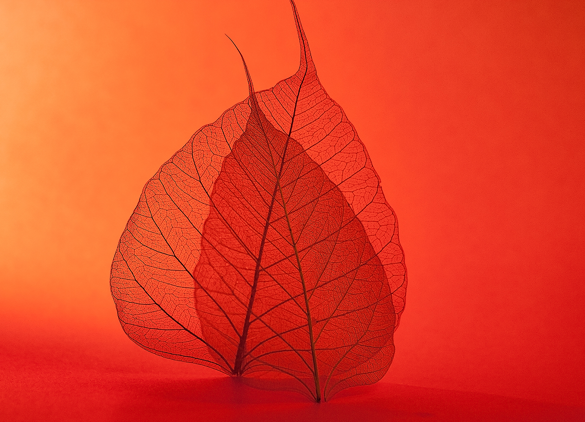 Delicate Balance
