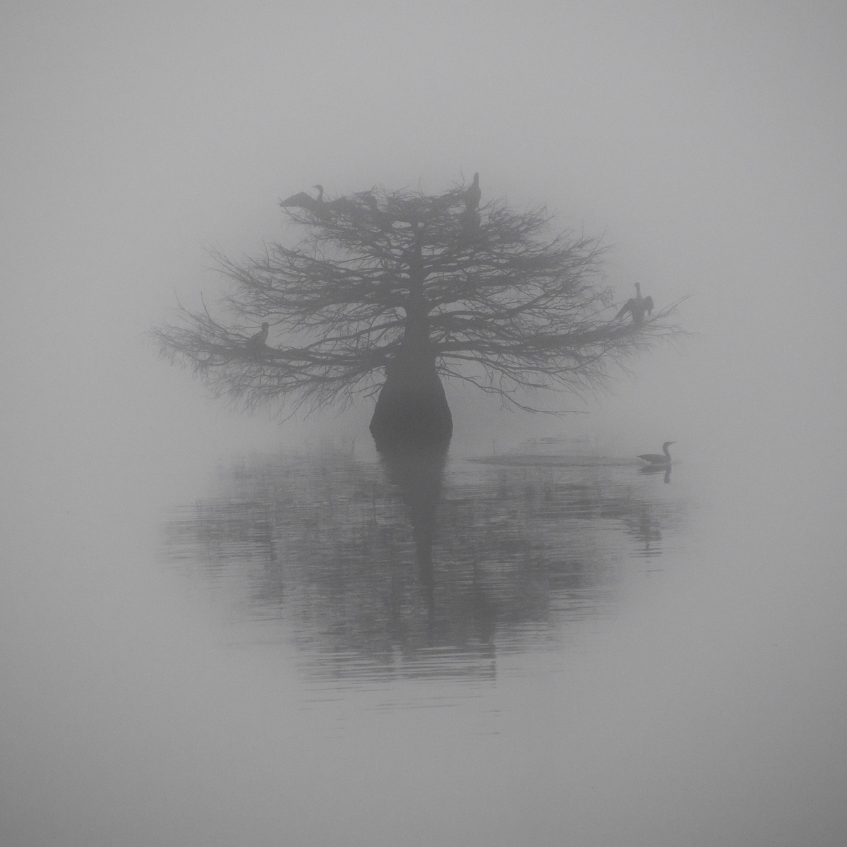 Stillness in the Mist