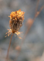Fiery Winter Weed