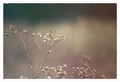 Dormant horseweed, afternoon sun