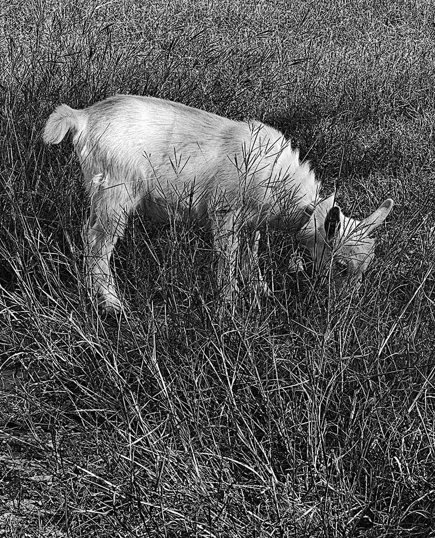 foraging among the weeds