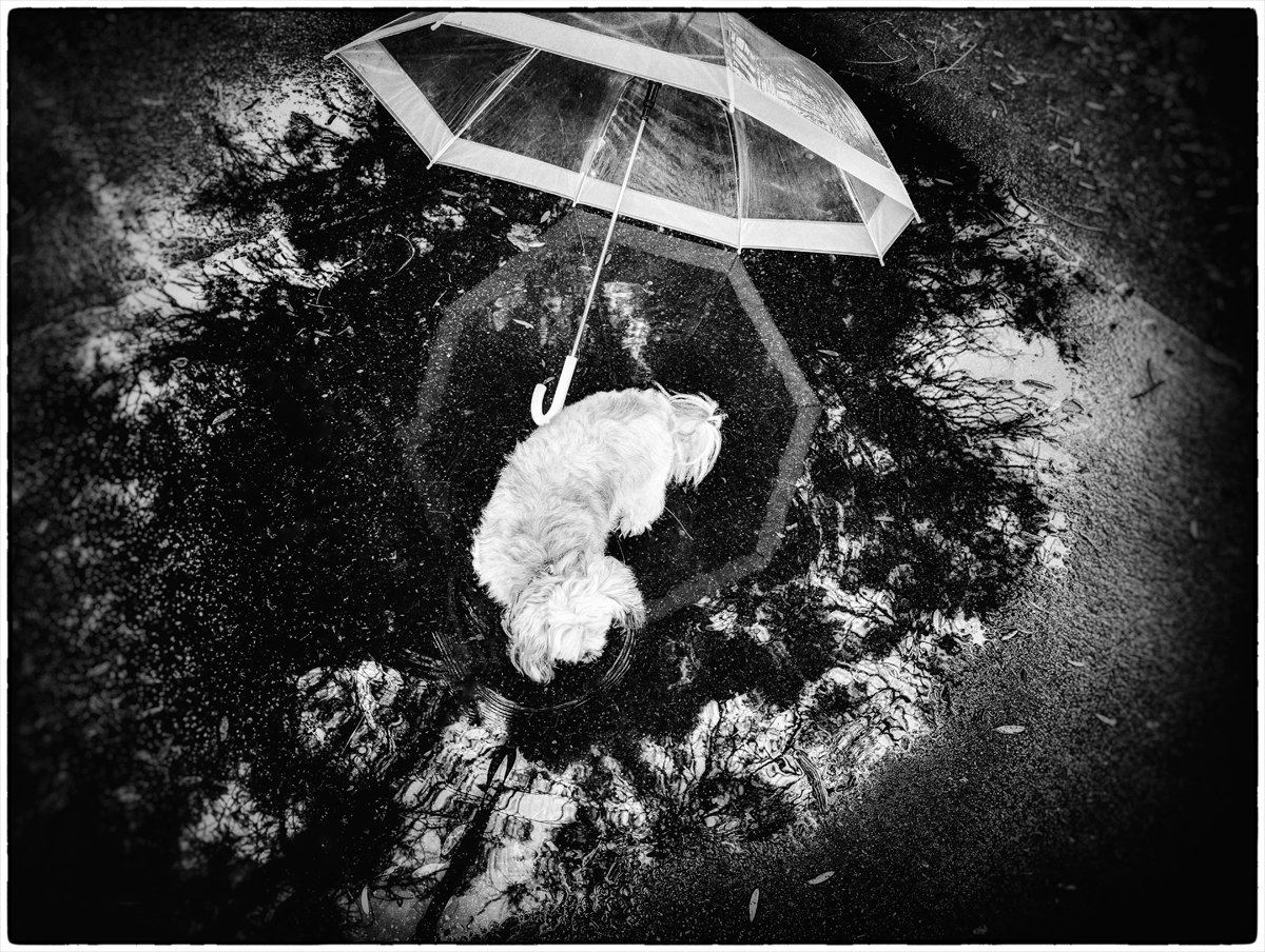 Puddlemania