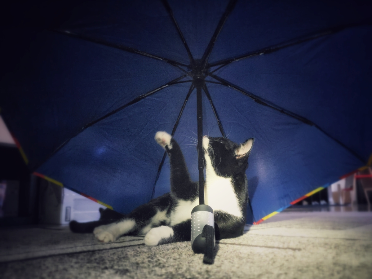 miau