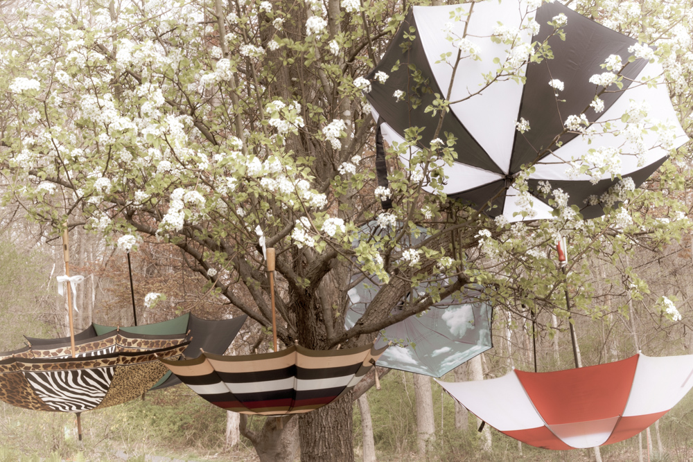 Petal Collectors