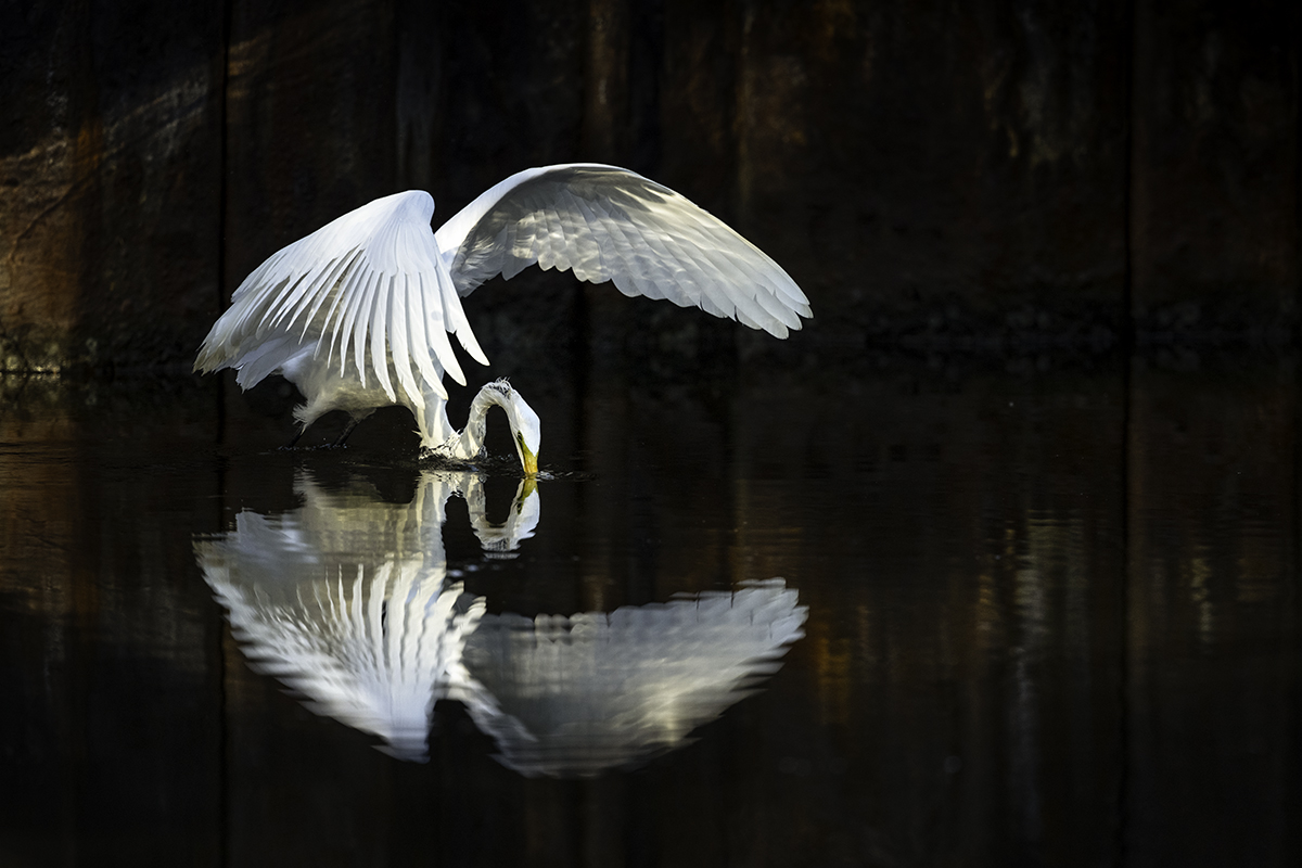 A Bird and its Echo