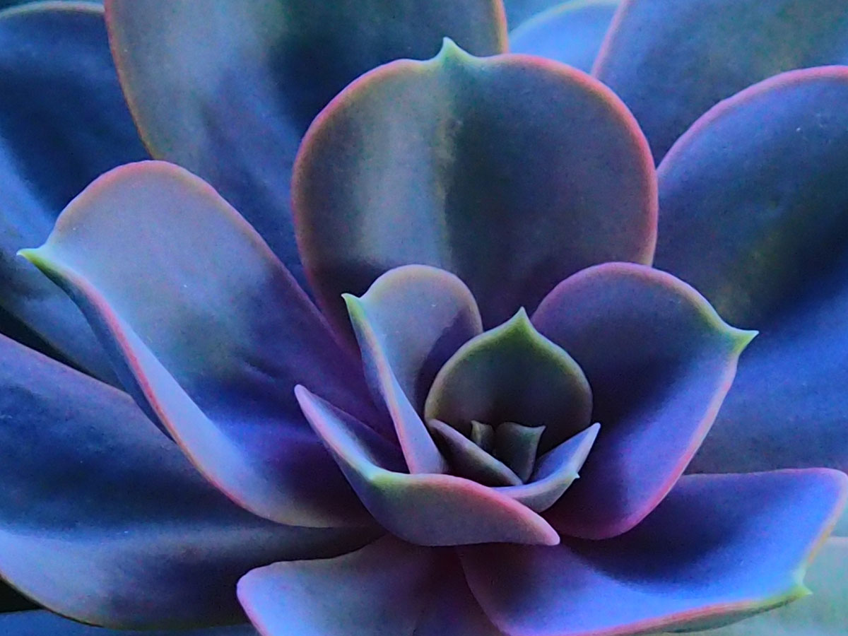 Rainbow plant
