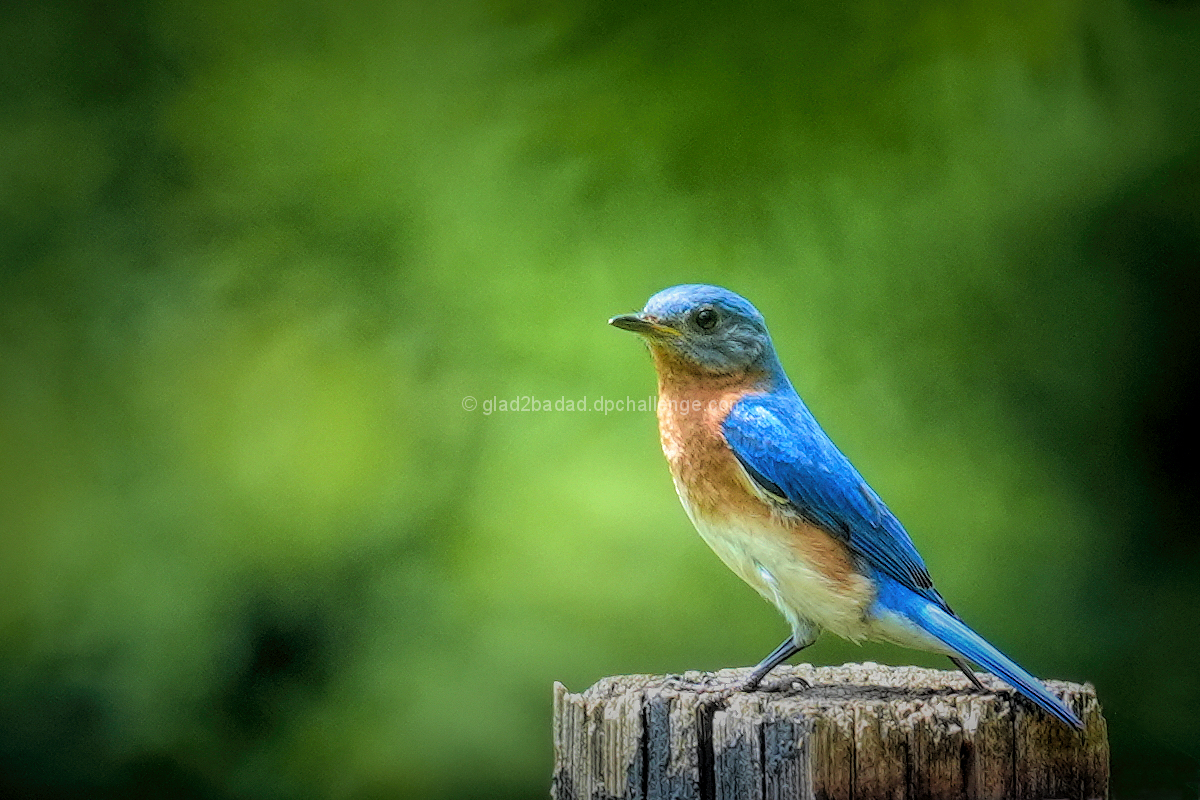 Eastern Bluebird