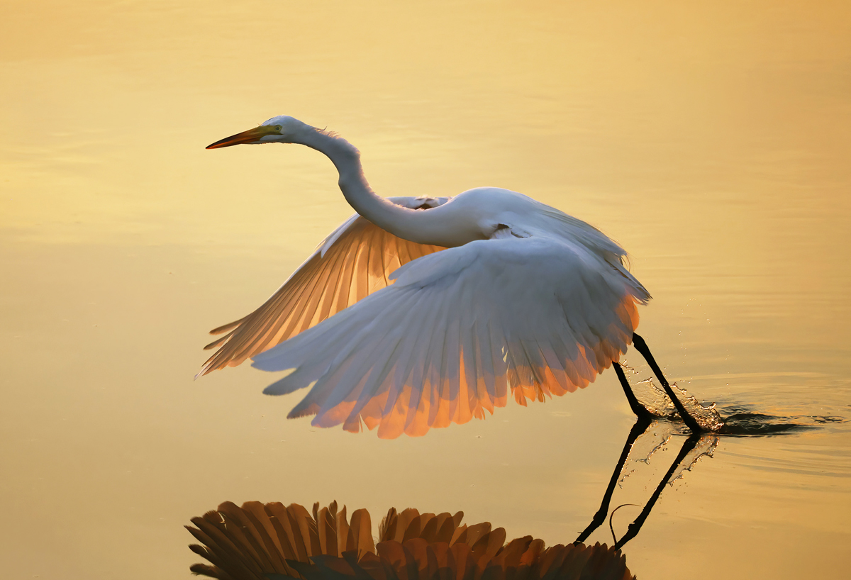 Poetry in motion