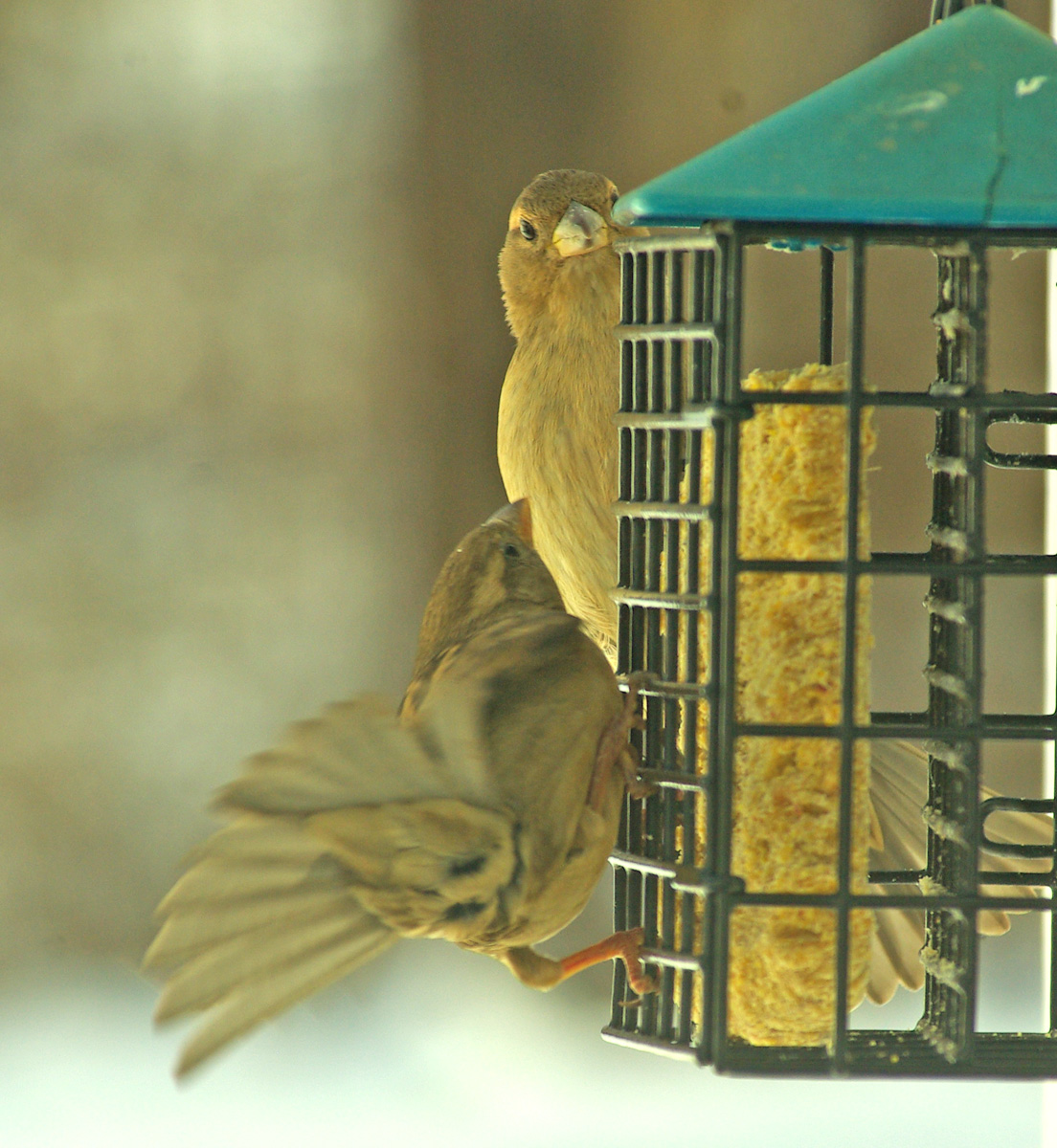Losing my place at feeder