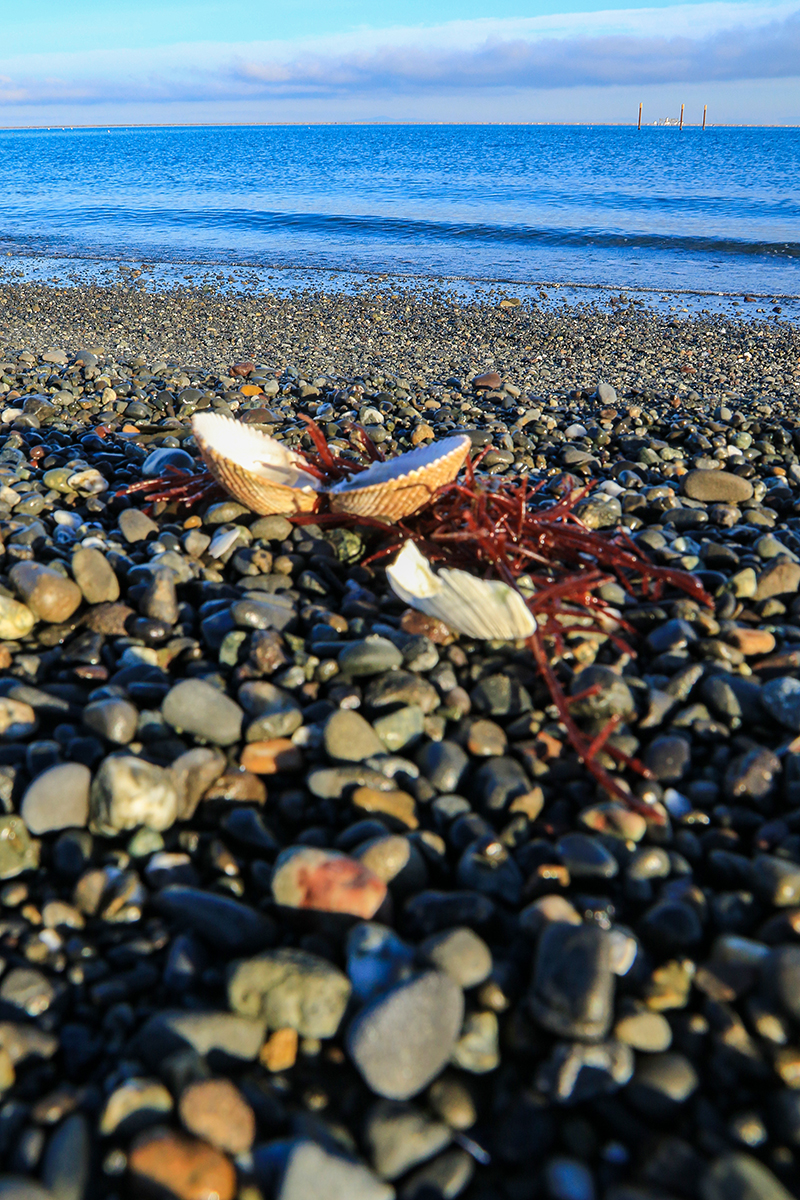 Lost Clam