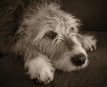 Raising Irish Wolfhounds
