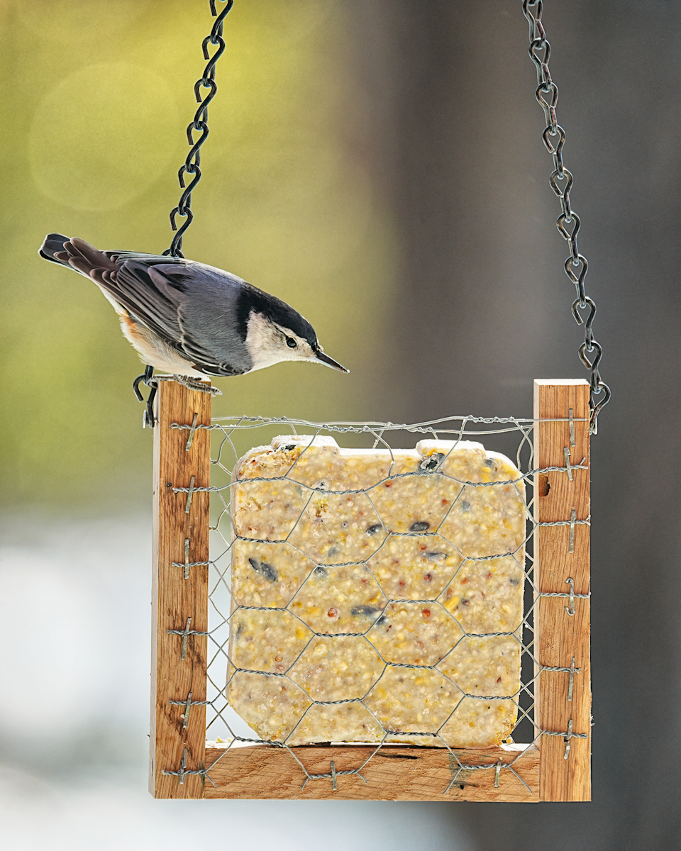 Woodworking Bird Enthusiast