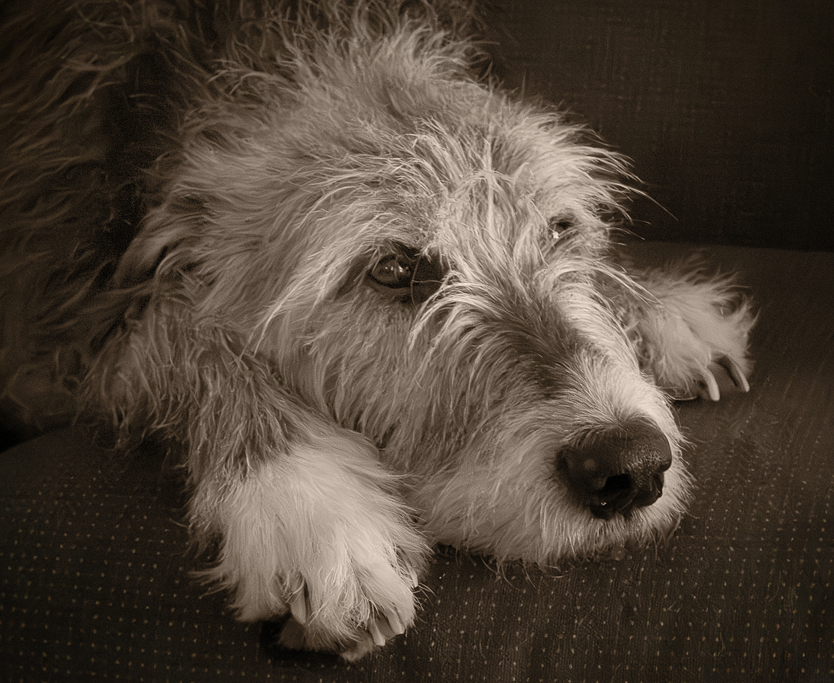 Raising Irish Wolfhounds
