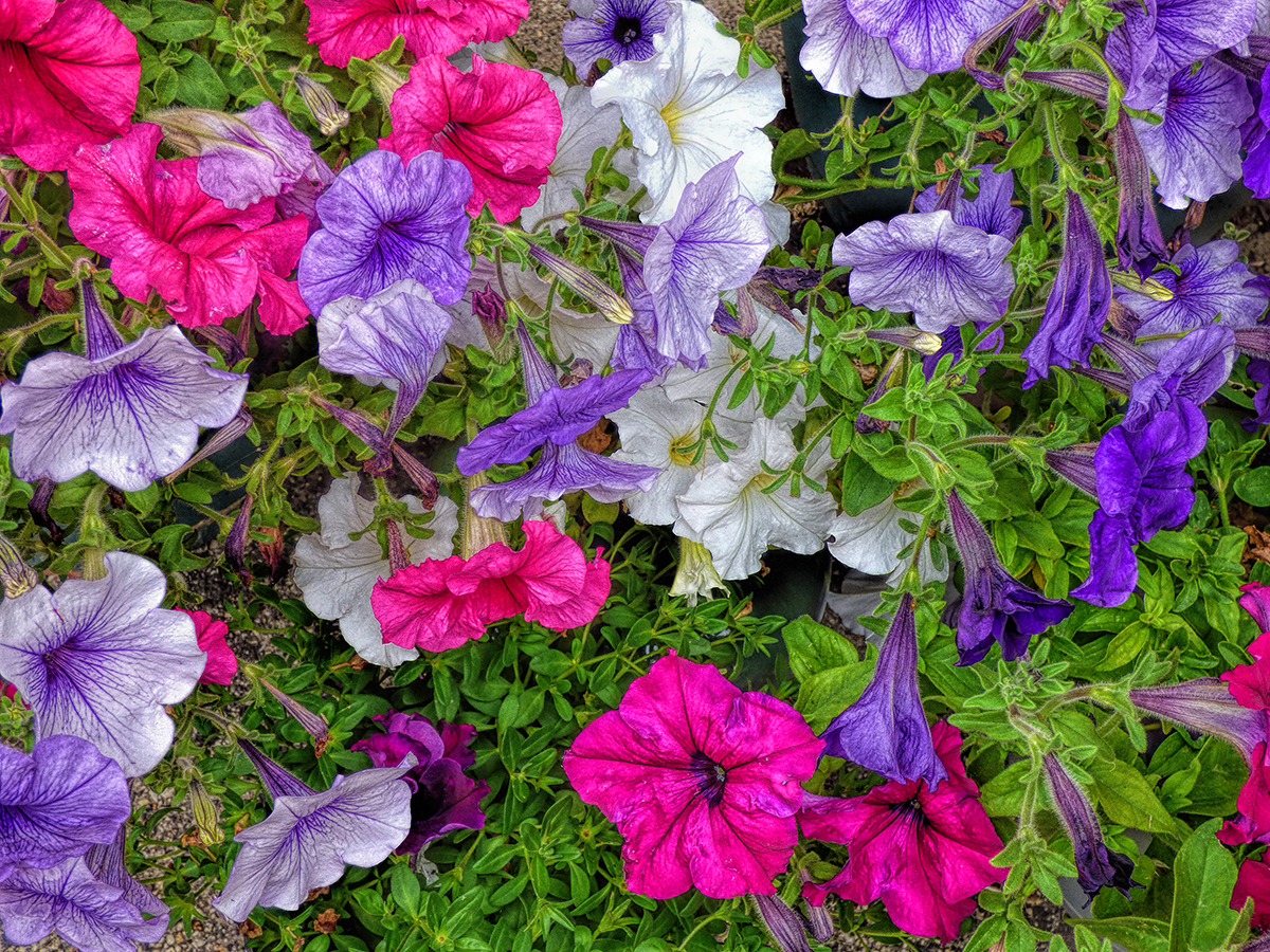 Growing Flowers in My Garden
